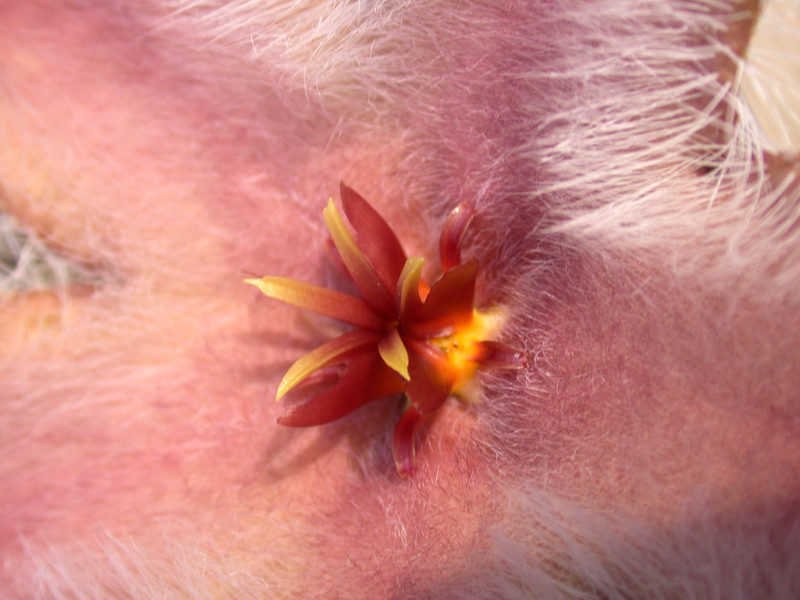 stapelia grandiflora karoo 04