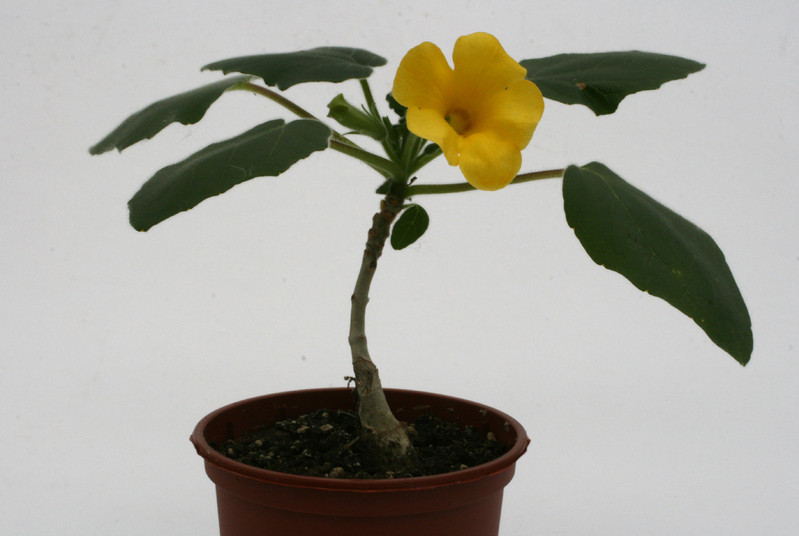 uncarina roeoesliana 2247
