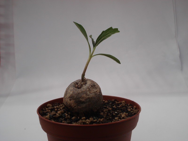 pterodiscus angustifolius 6231