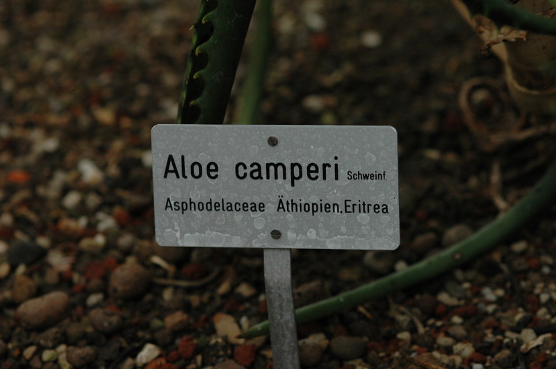 aloe camperi 103
