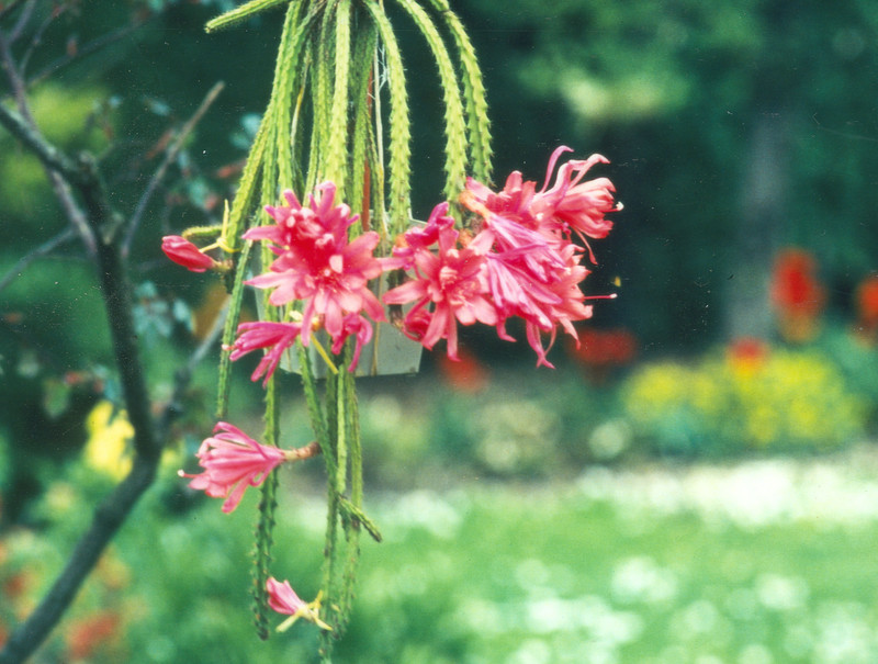 aporocactus haiko p 02