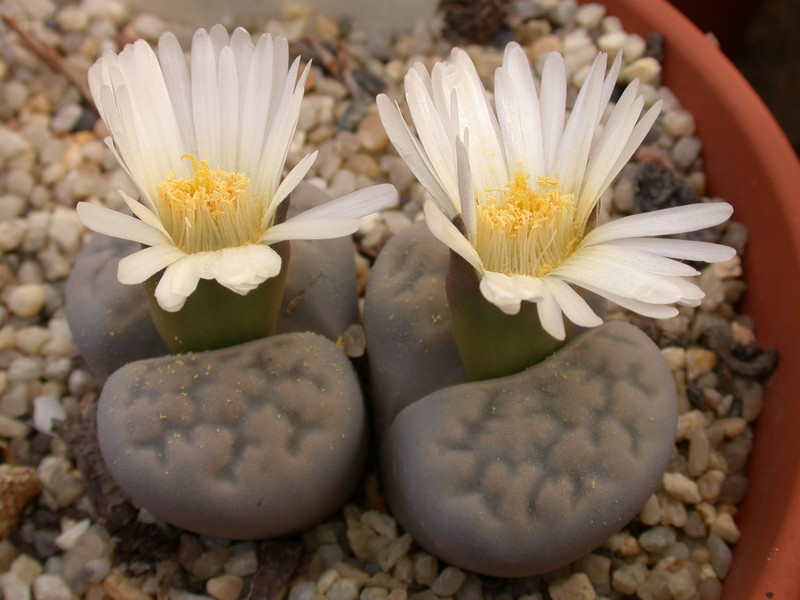 lithops karasmontana bella 07