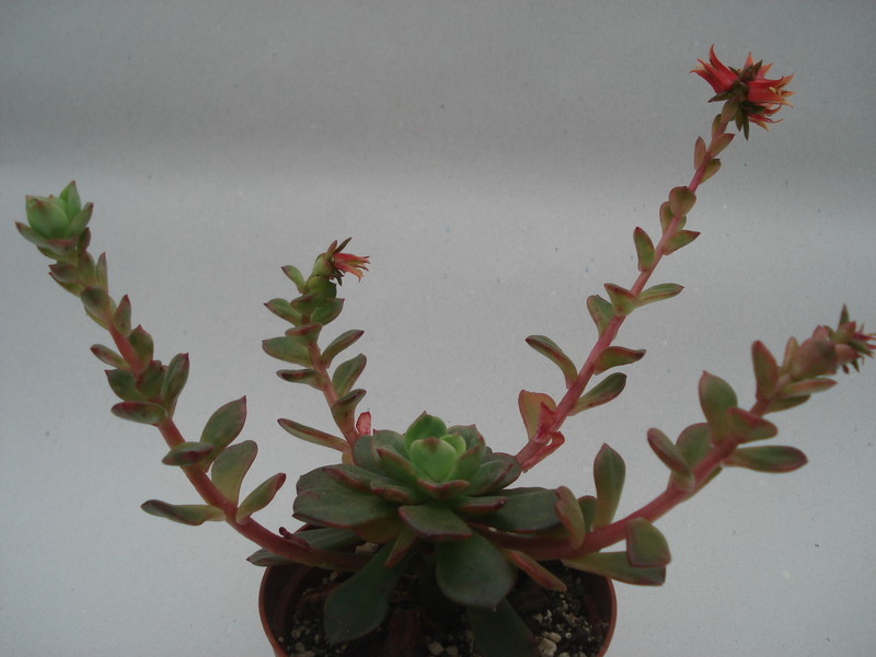 echeveria multicaulis 8396
