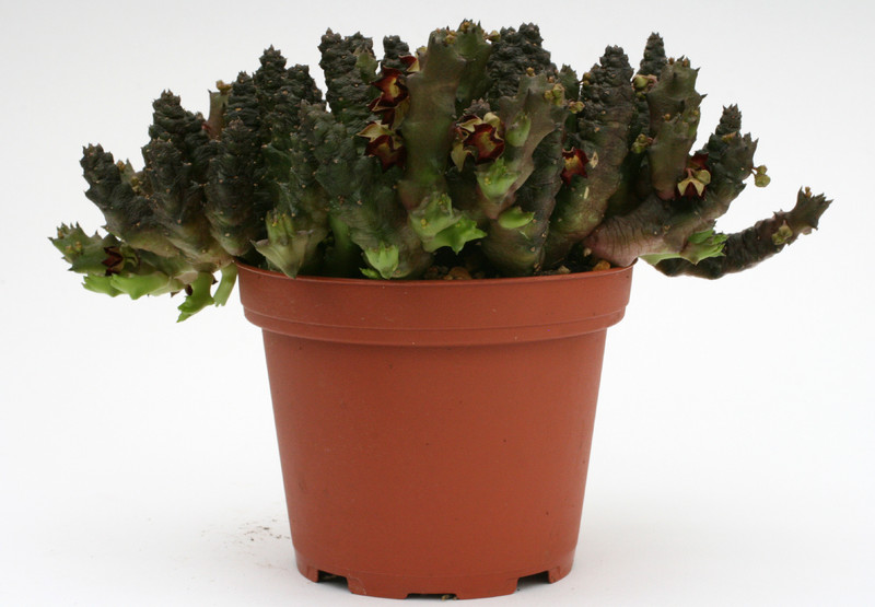 baynesia lophophora 8842