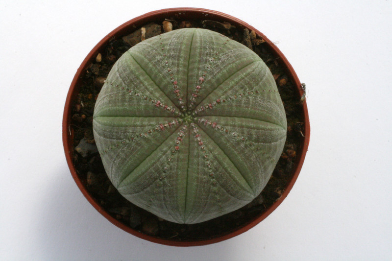 euphorbia symmetrica 9799