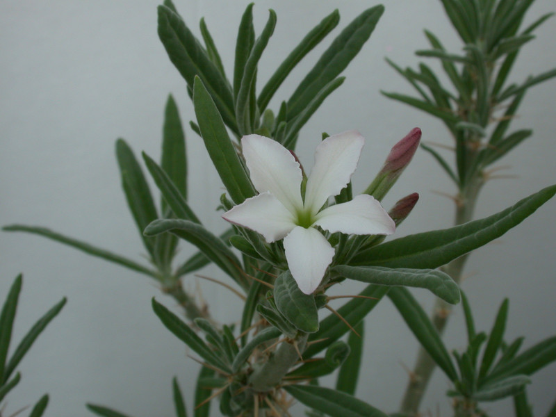 pachypodium succulentum weiss 05
