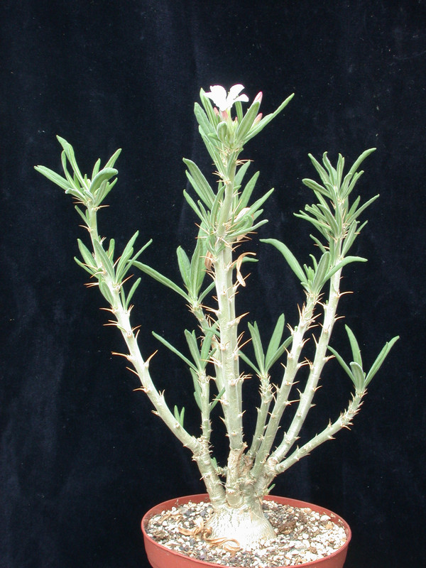 pachypodium succulentum weiss 03