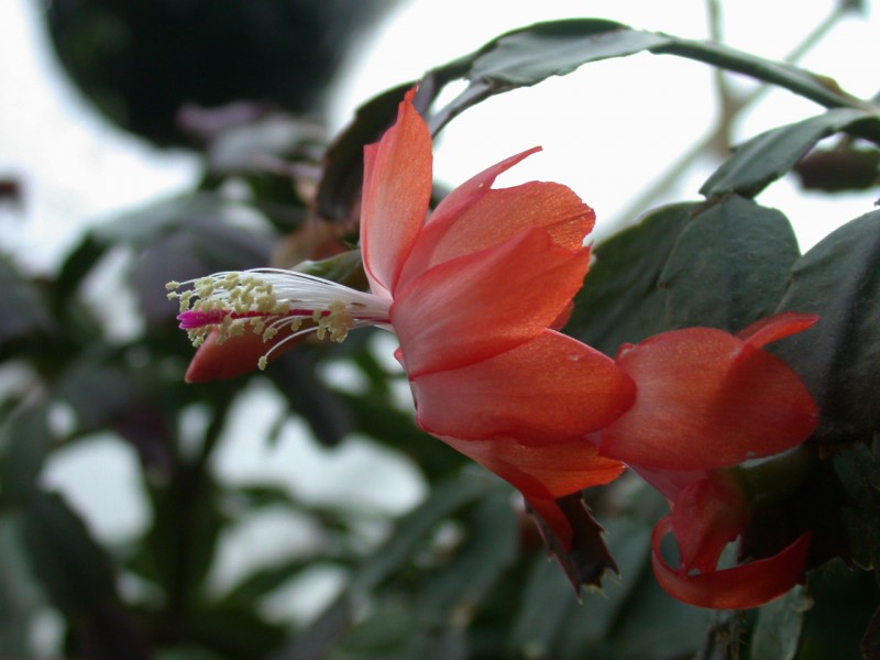 schlumbergera thor vida 07