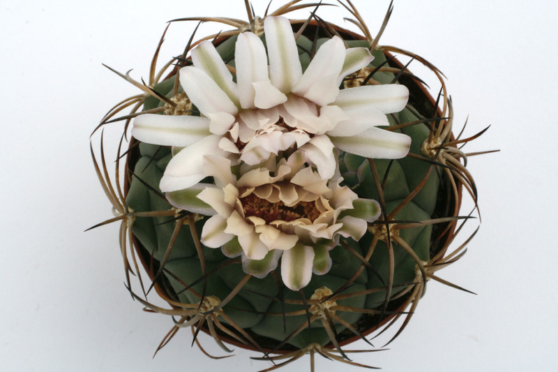 gymnocalycium zegarrae scupinense kk736 9927