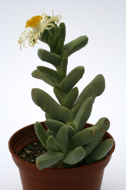 juttadinteria decumbens sargdeckel 0668