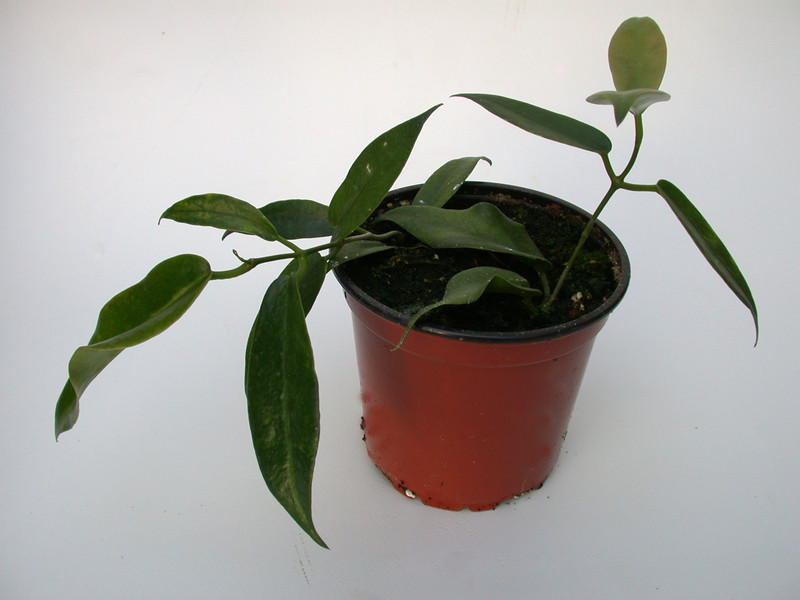 hoya macgillivrayi 4013