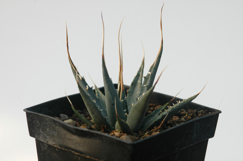 agave utahensis eborispina lz2029 8499