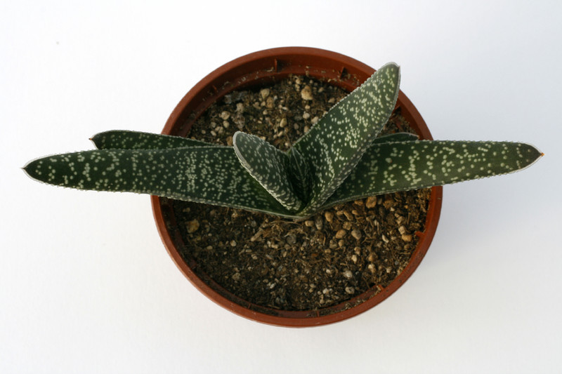 gasteria verrucosa 7249