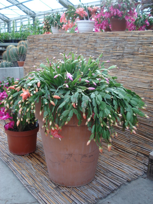 schlumbergera impulskuebel 4711