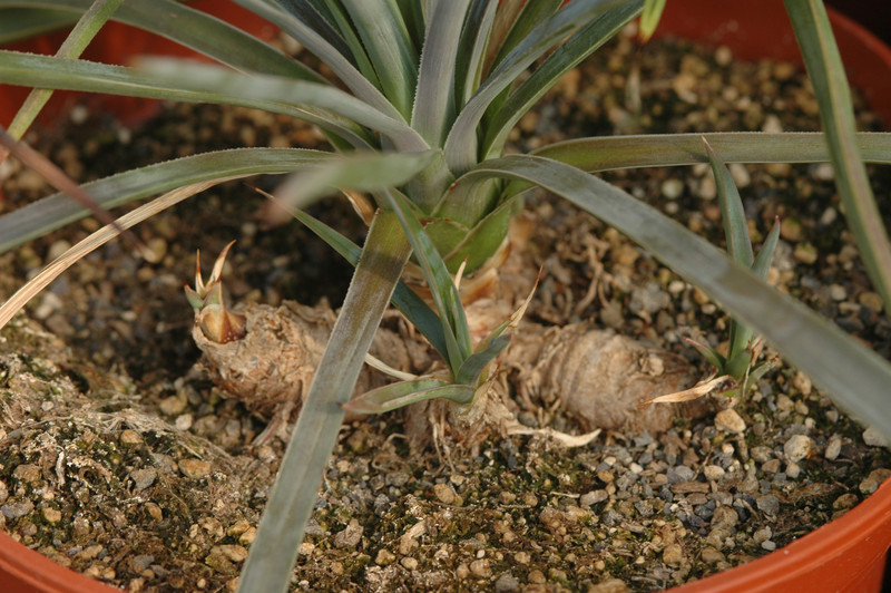 yucca aloifolia 8603