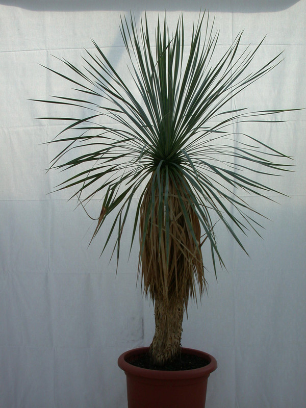 yucca rostrata 1486