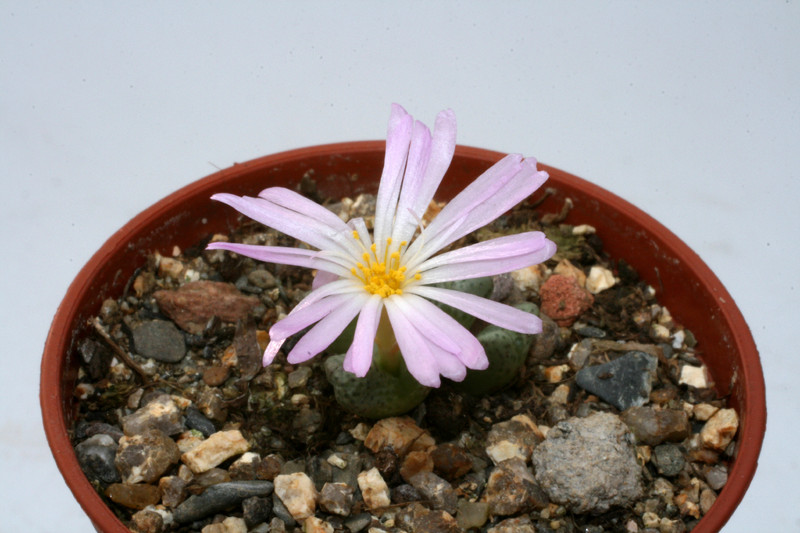 conophytum tantillum sb1191 3513