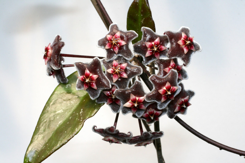 hoya pubicalix silver pink 9276