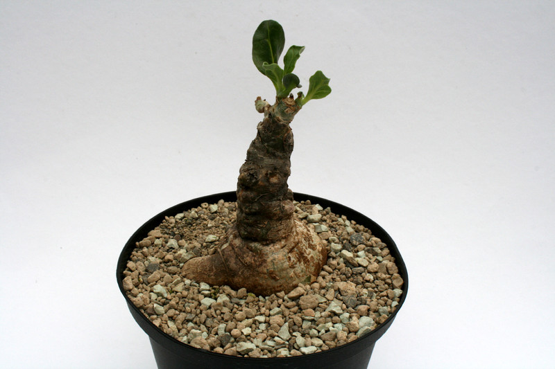 pterodiscus luridus 6942