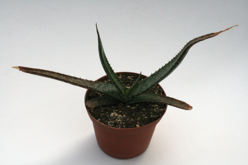 aloe graciliflora 7710