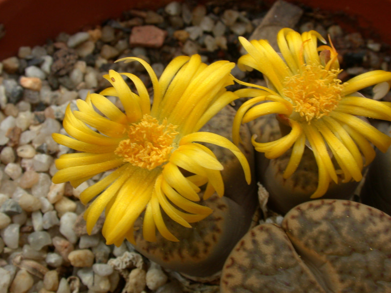 lithops bromfieldii insularis 06
