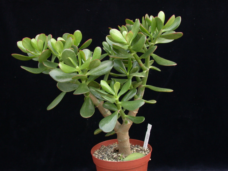 crassula portulacea geldbaum 01