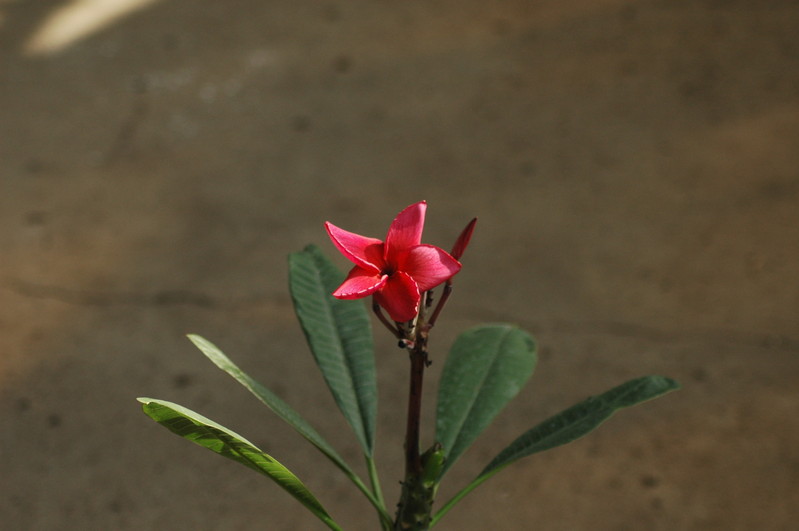 plumeria rot 705