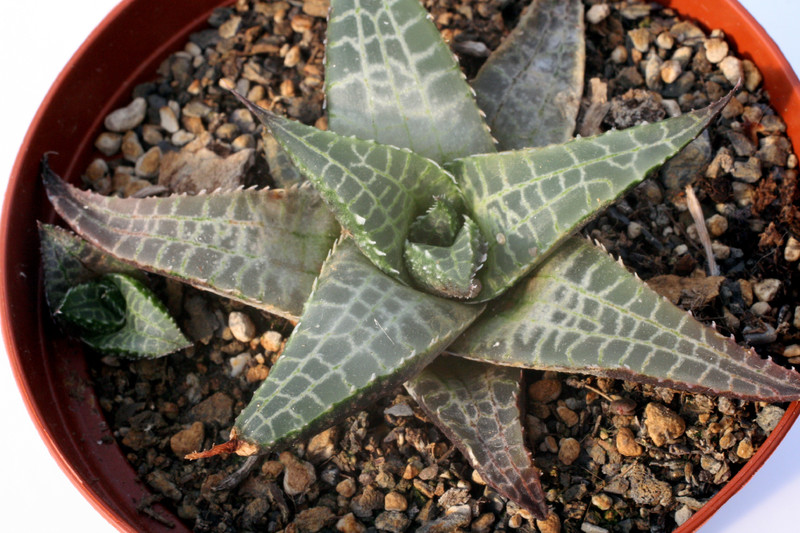 haworthia venosa tessellata 0832