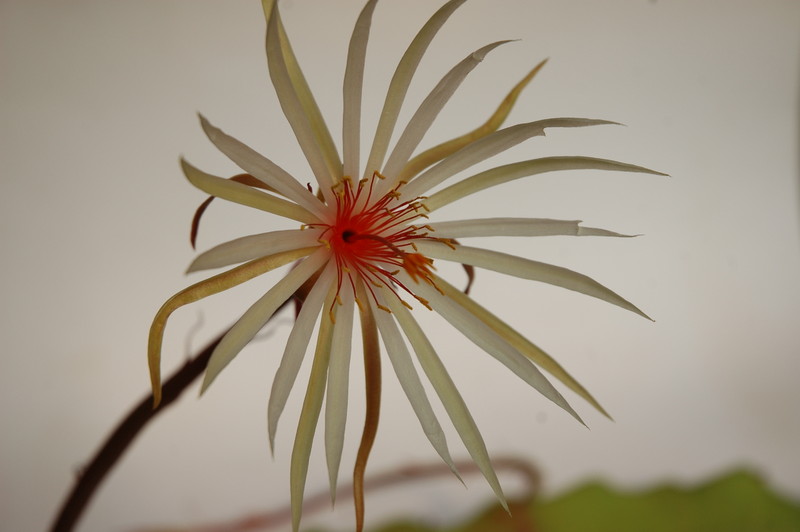 epiphyllum phyllanthus rubrocoronatum rba373 722