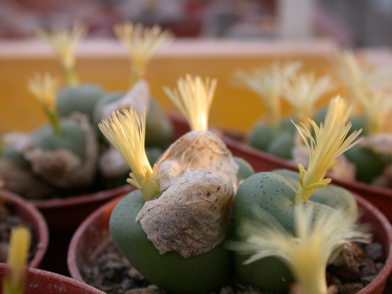 conophytum uvaeforme03
