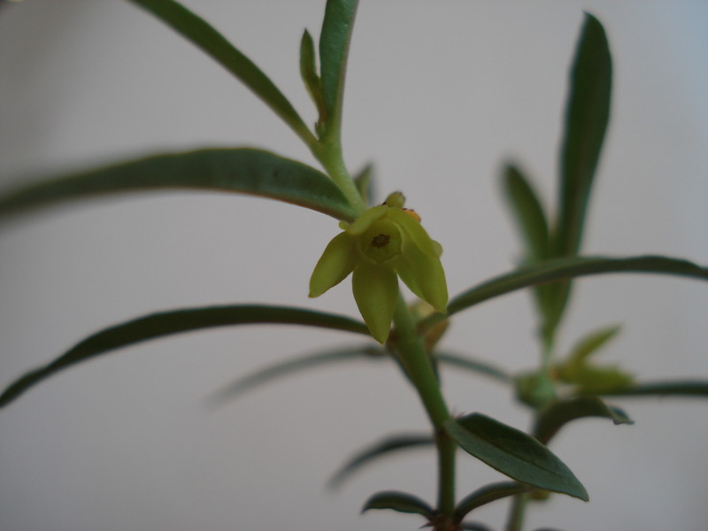 brachystelma vahrmeijeri 156