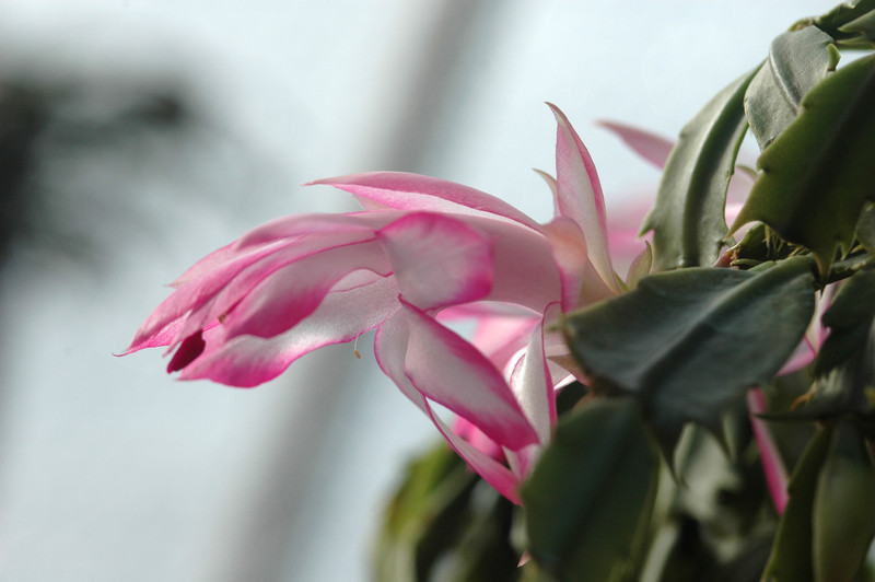 schlumbergera hatherton charm 222