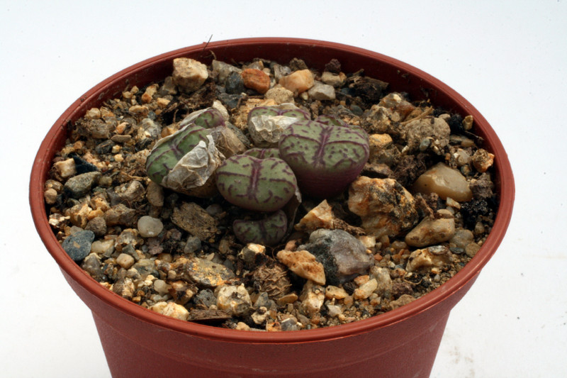 conophytum lambertense 2852