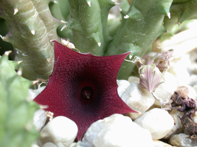 huernia oculata damaialand evtl. keniensis 04