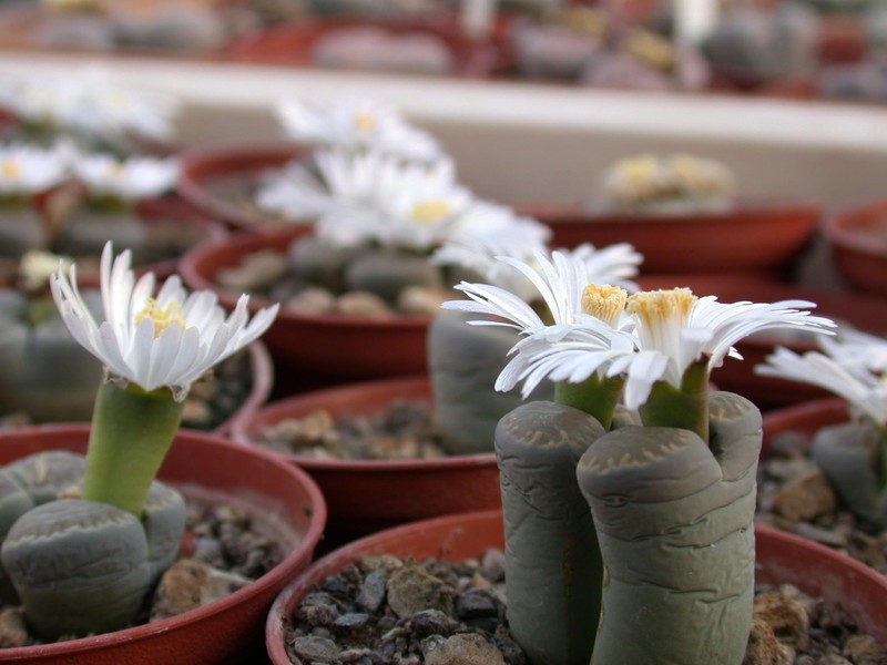 lithops salicola01