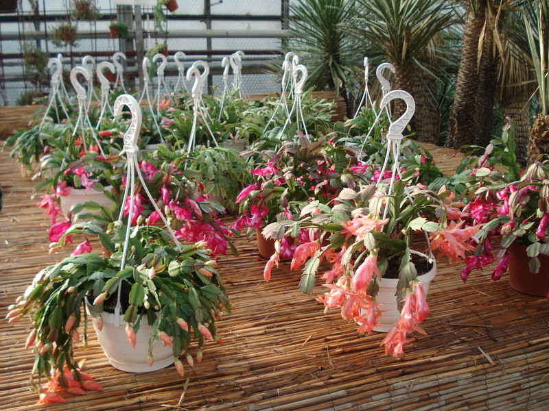schlumbergera verkauf 4691