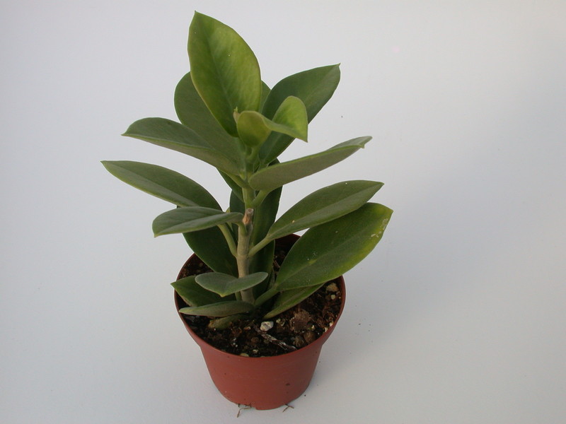 hoya australis behaart 1396