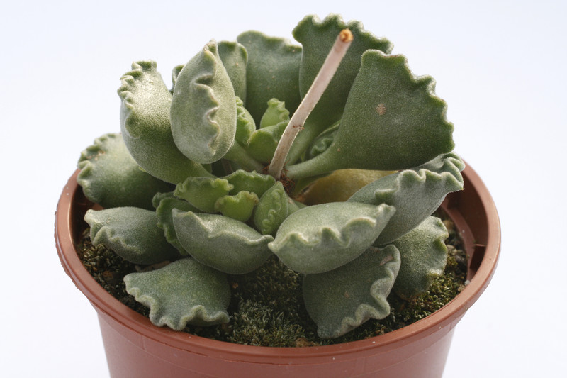adromischus cristatus 7999