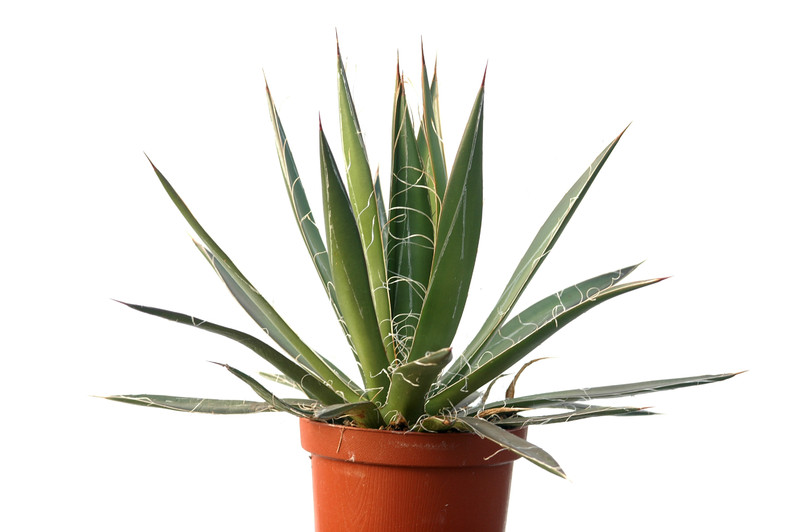 agave filifera 8481