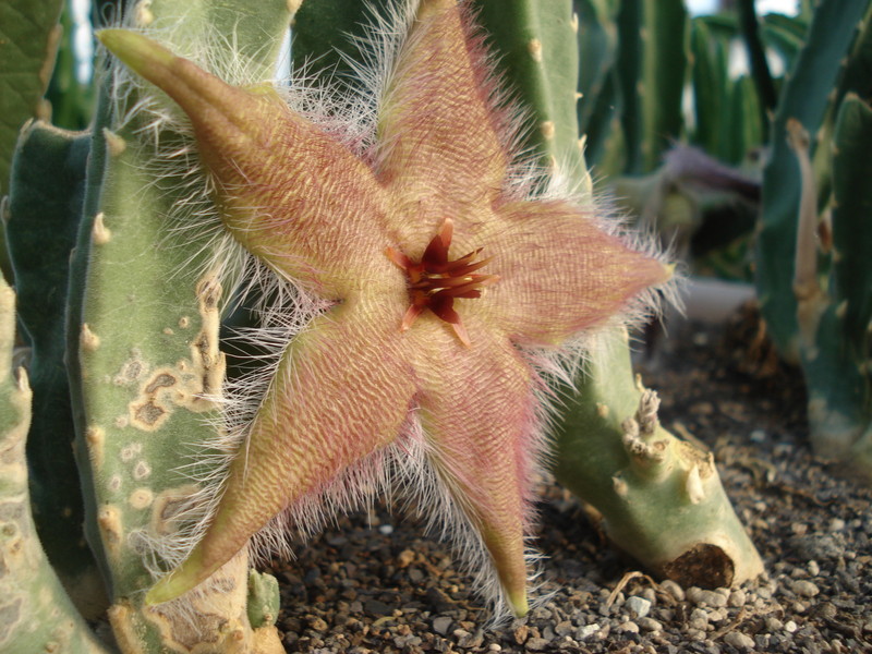 stapelia desmetiana 9921