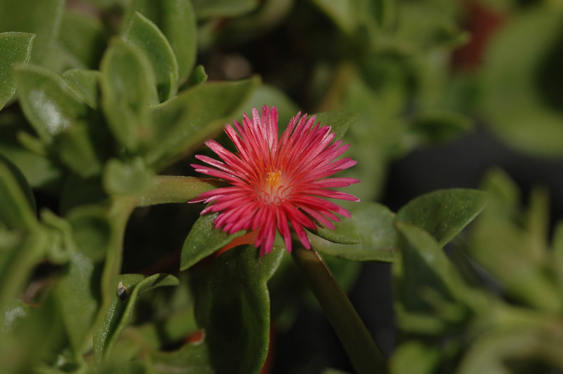 aptenia codifolia 03