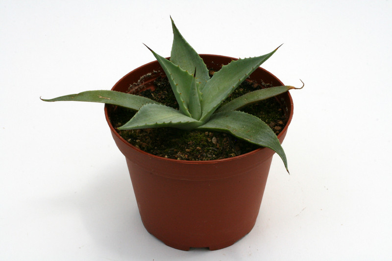 agave hiemiflora salama 0108