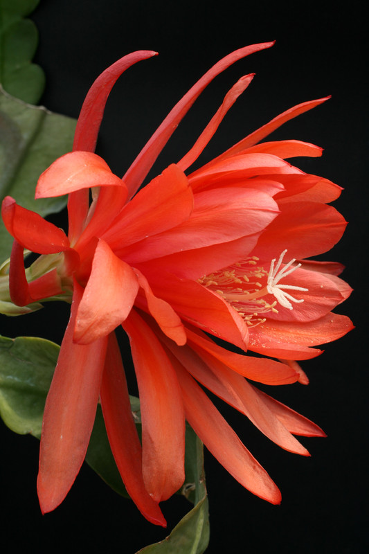 eh ackermannii hybride 5030 1106