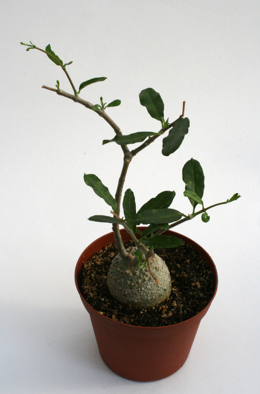 fockea edulis groß 6839