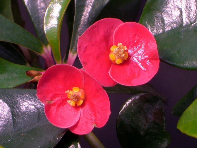 euphorbia geroldii 0852