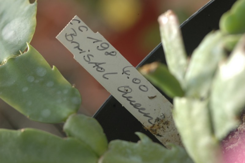 schlumbergera bristol queen 8175