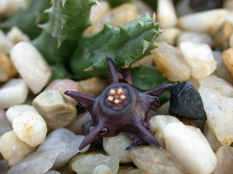 duvalia modesta graaff1