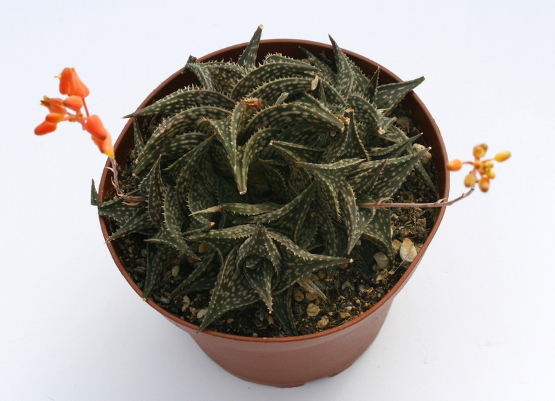 aloe descoingsii 8109