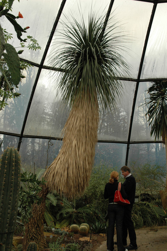 nolina longifolia 01