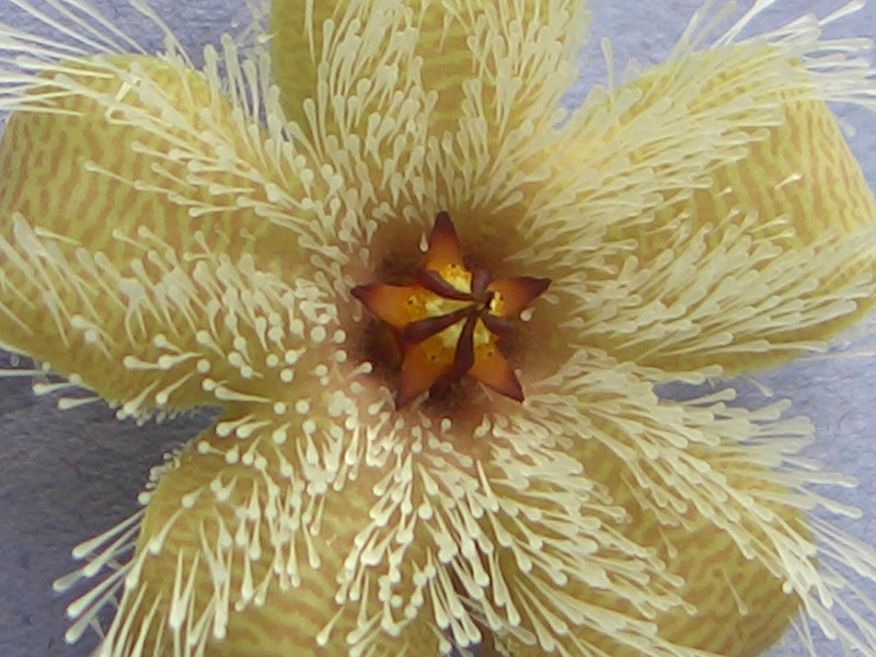 stapelia glandulifolia clanwilliam 1767